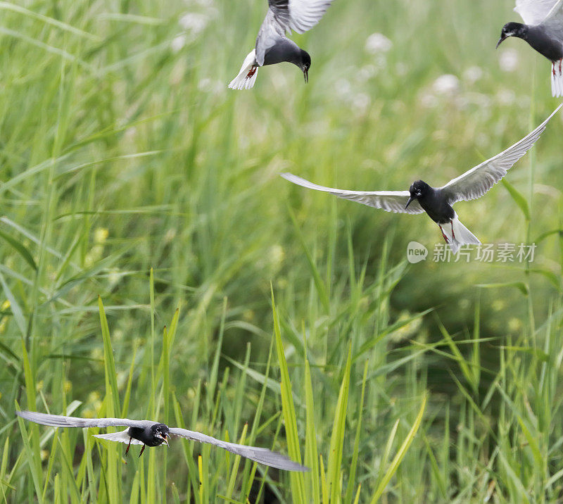 黑燕鸥(Chlidonias niger)筑巢行为